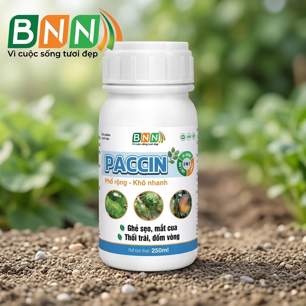 Paccin