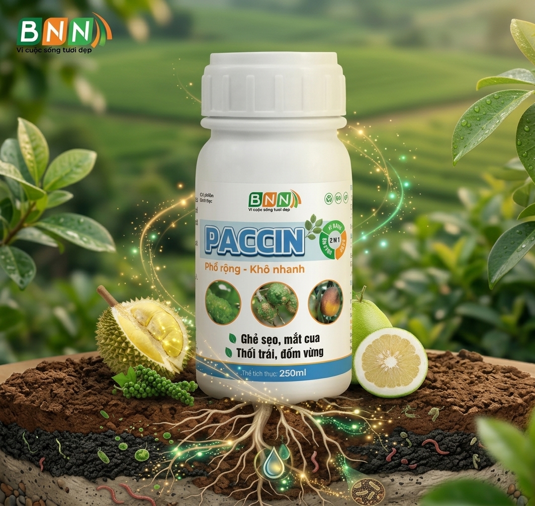 Chế phẩm sinh học Paccin
